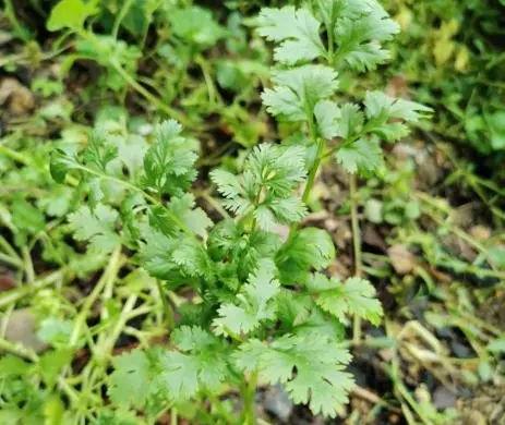 药师科普 | 春季养生药食两用佳品——芫荽